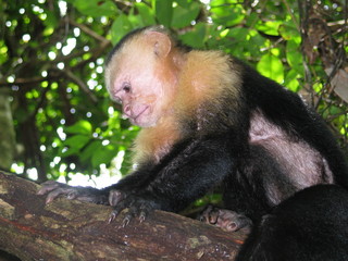 Naklejka premium Capuchin Monkey in Manuel Antonio National Park, Costa Rica