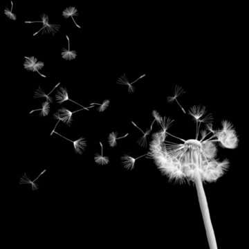 FLORAL BLACK BACKGROUND WITH DANDELION