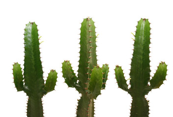 three cactuses isolated on white