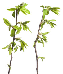 Obraz premium Plant with sprout
