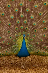 Crédence de cuisine en verre imprimé Paon Beautiful peacock