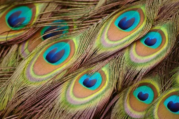 Photo sur Plexiglas Paon Beautiful peacock feathers
