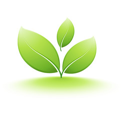 jeune plante qui pousse