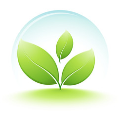 jeune plante protégée