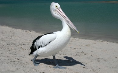 Australian pelican