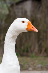 White goose head