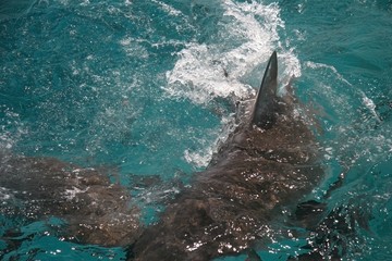 Shark attack