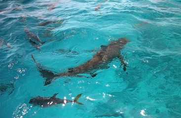 Shoal of sharks