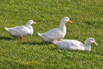 Three white geese