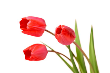 Bunch of red tulips isolated on white background