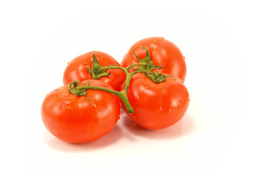 fresh tomatoes with stem and water drops