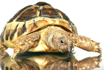turtle 1