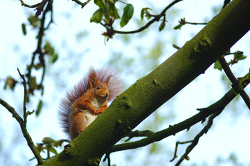 écureuil