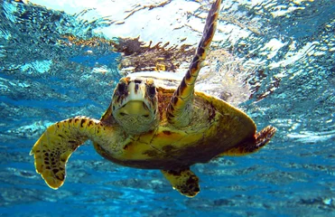  sea turtle © Malbert