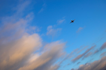 Airplane in the sky