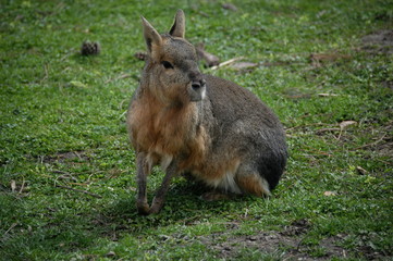 Großer Mara