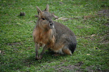 Fototapeta premium mara