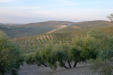 Olivenhain Andalusien