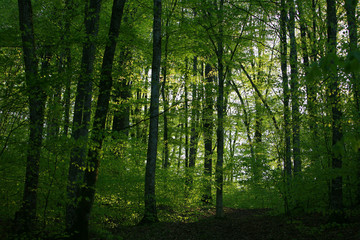 Obraz premium Sprin in the woods