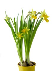 blooming miniature daffodills in pot