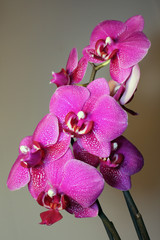 Orchid - phalaenopsis