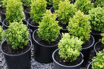 garden centre