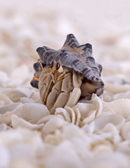 Macro Hermit Crab