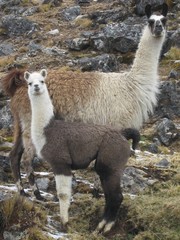 lamas