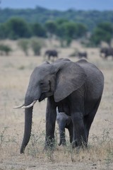 Fototapeta premium African Elephant