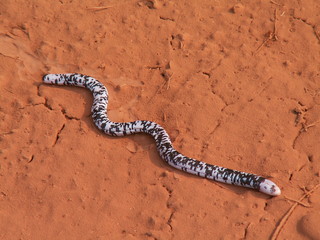 KONICA MINOLTA DIGITAL CAMERA