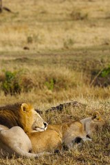 African Lions