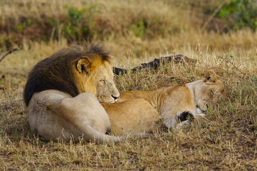 African Lions