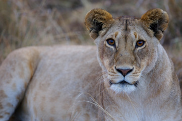 Fototapeta premium African Lions