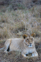 African Lions