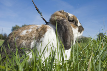 Rabbit on the meadow