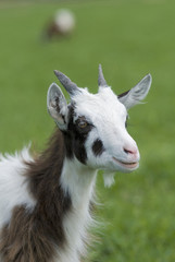 Obraz premium Young goat