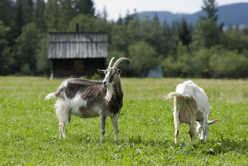 Goats on a pasture