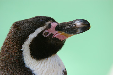 Humbolt penguin