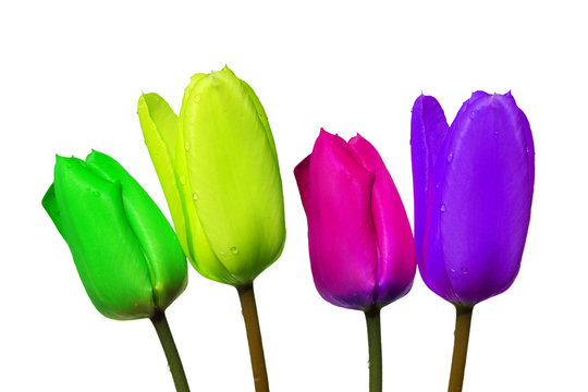 bunte tulpen