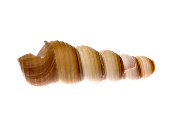 Sea Shell