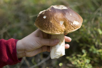 Boletus - the best mushroom