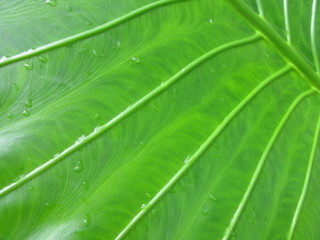 nervures de feuilles et rosée