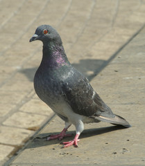 Pigeon