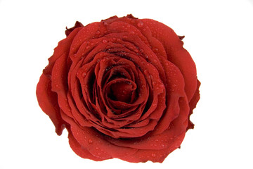 Red rose with dew drops isolated on white