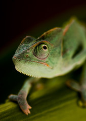 Chameleon