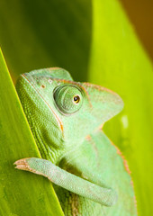 Chameleon & Nature