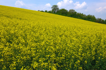 Obraz premium champ de colza 1