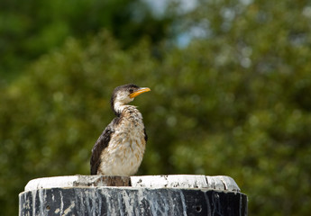 little pied cormorant