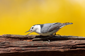 White-breasted Nuthatch (sitta carolinensis) 