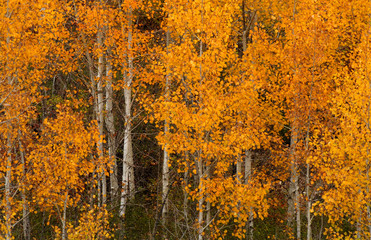 Golden aspen trees in a wooded setting in the autumn